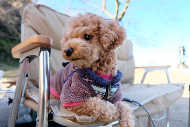 犬 キャンプ